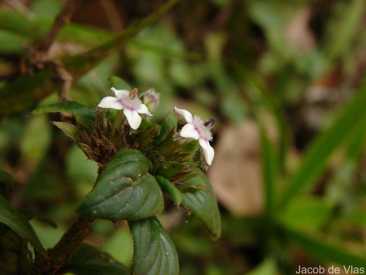 Knoxia platycarpa var. hirsuta (Arn.) Thwaites
